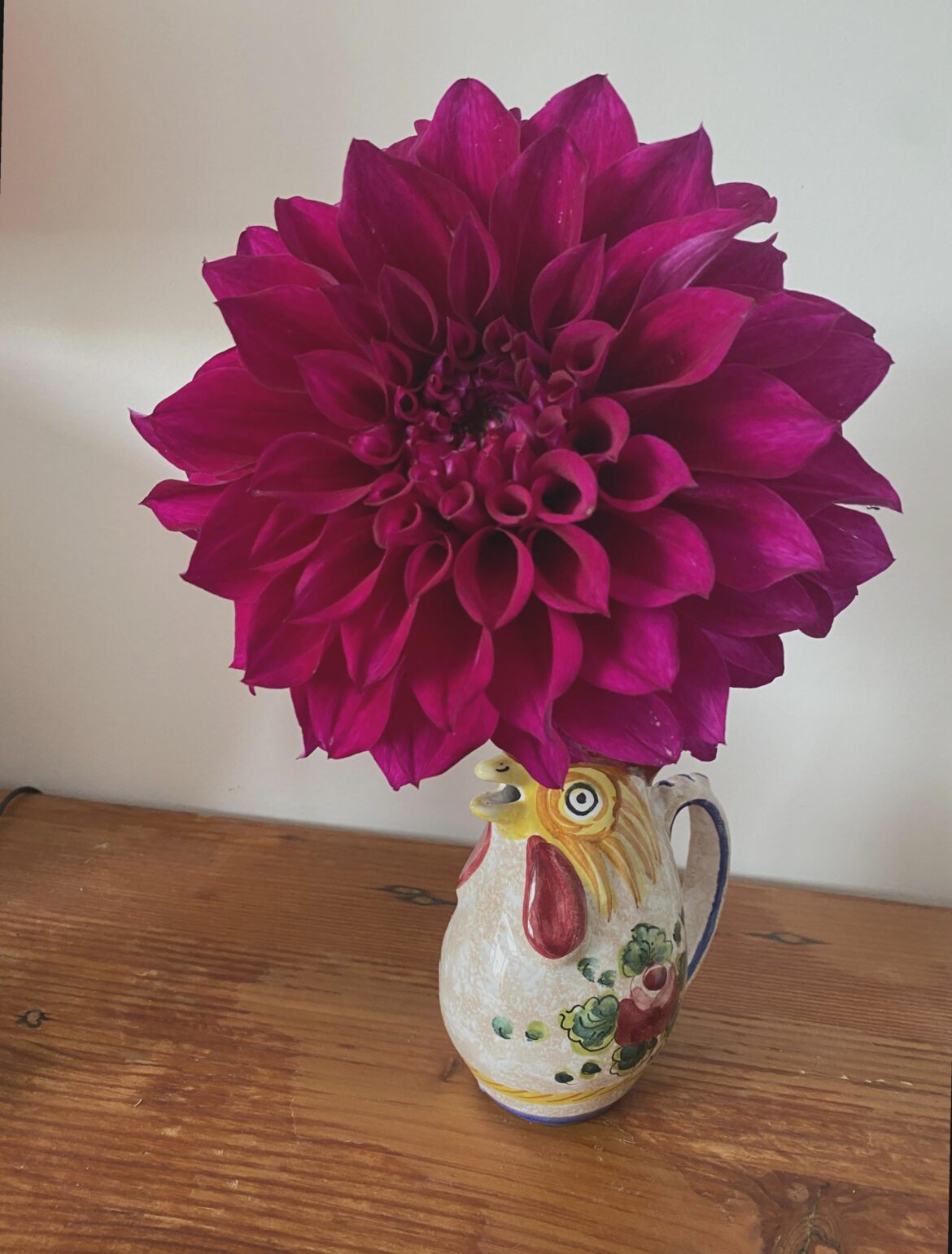 First dahlia (cool climate region, Australia) 21cm diameter!