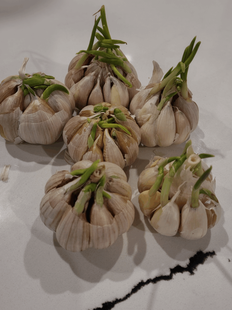 Are my Garlic bulbs plantable?
