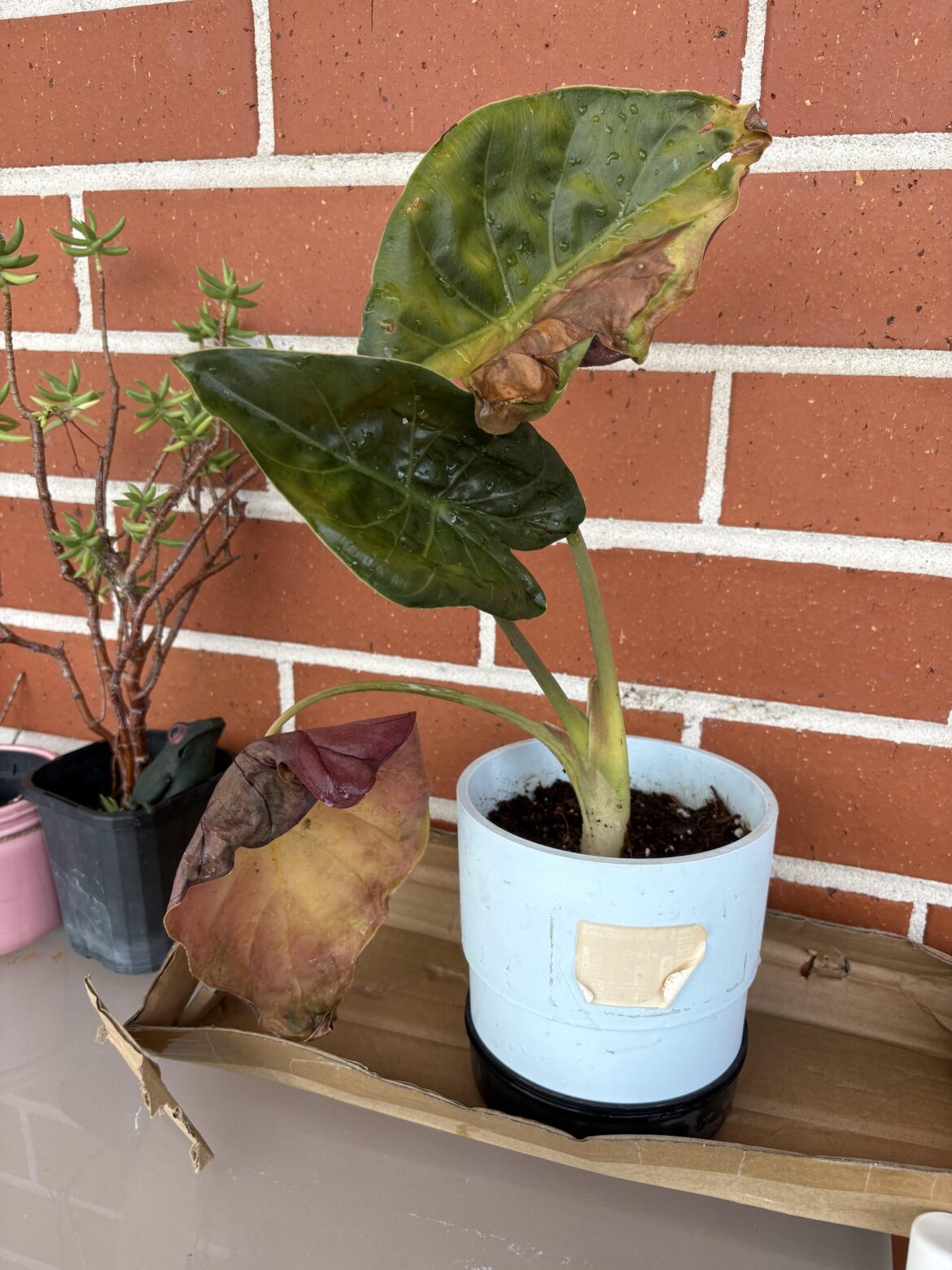 Advice on dealing with browning leaves