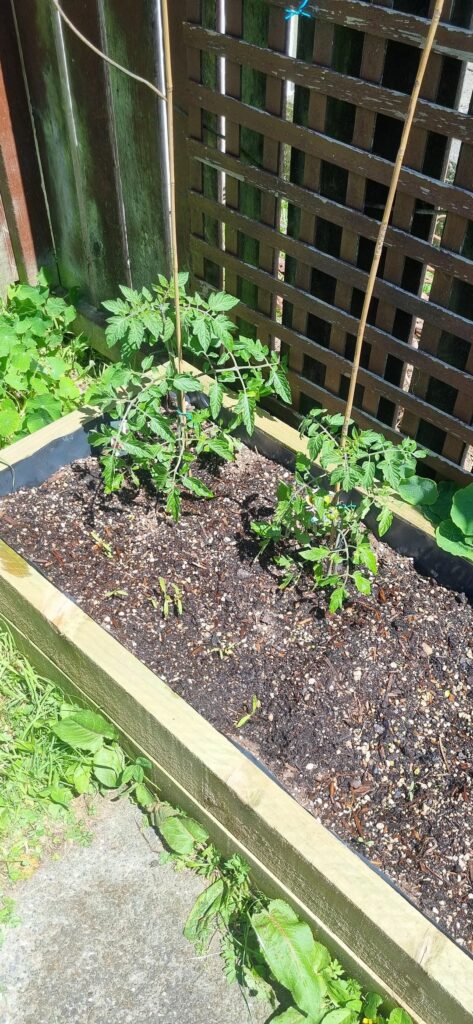 Tomato newbie Tomato newbie