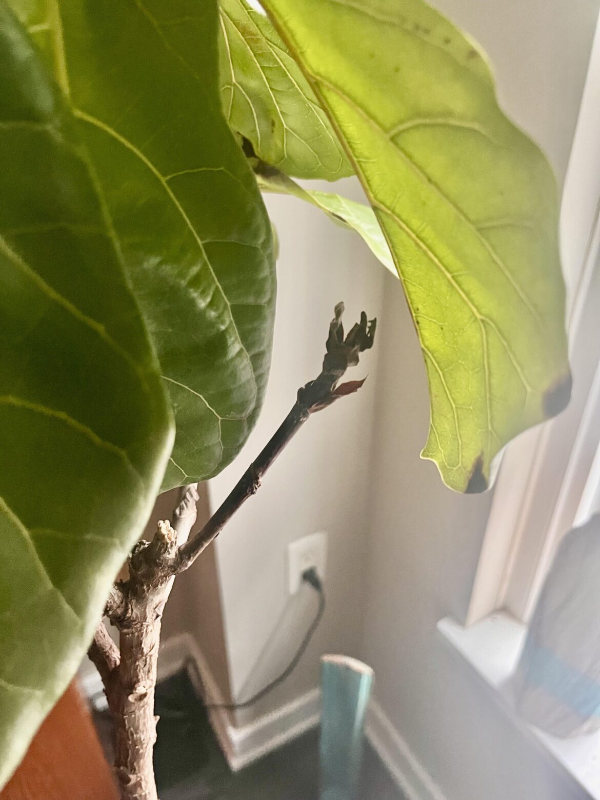 I inherited this. Is it possible to grow anything from these branches or should I trim them off? It's very dry.