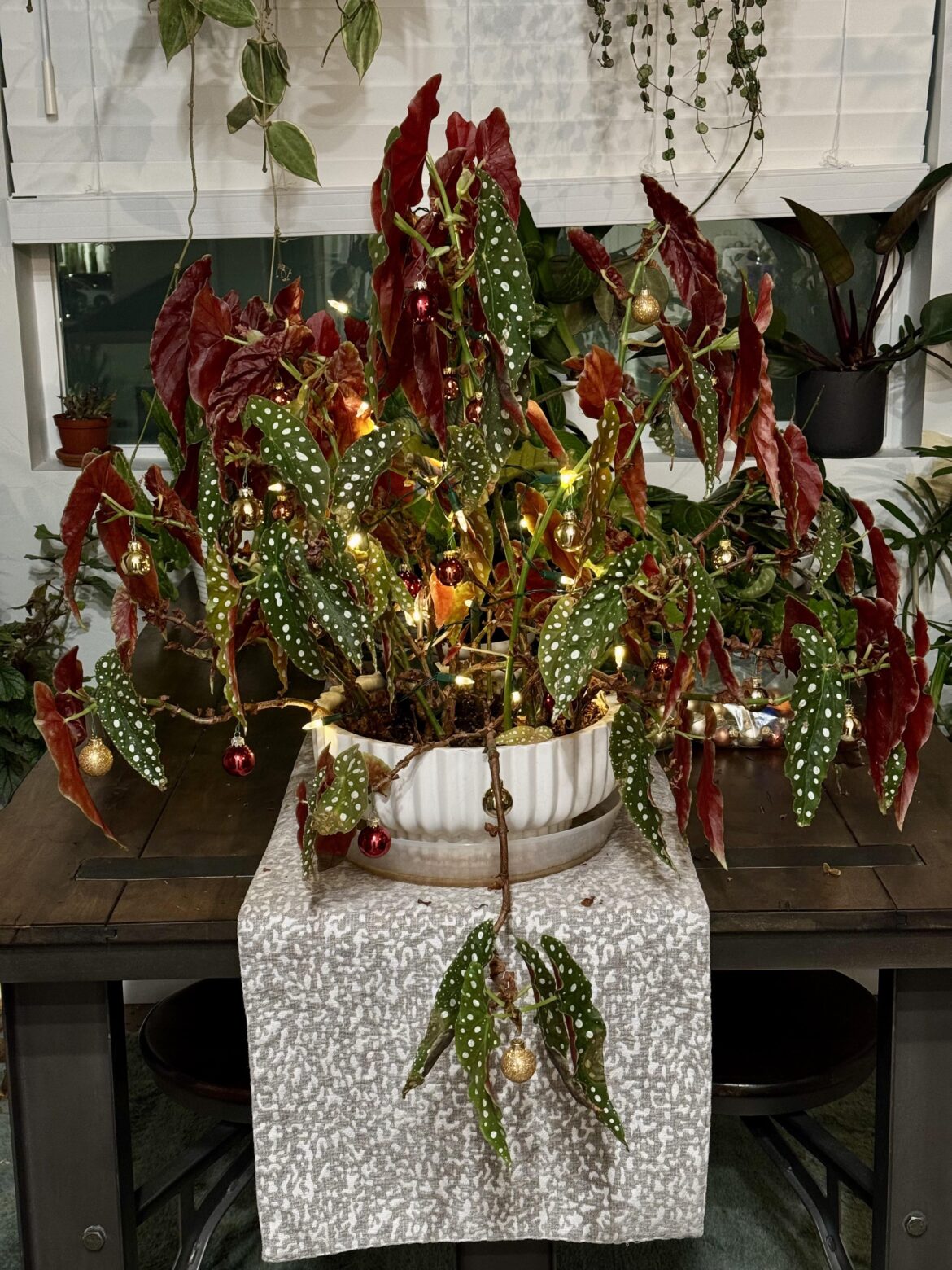 Anyone else decorate their begonia for the holidays this year! 🎄🎄🎄