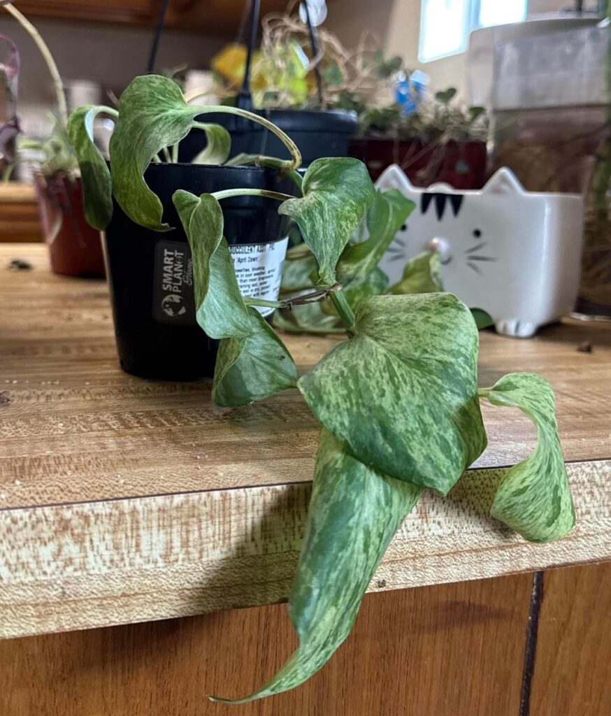 100 day update, he’s alive!