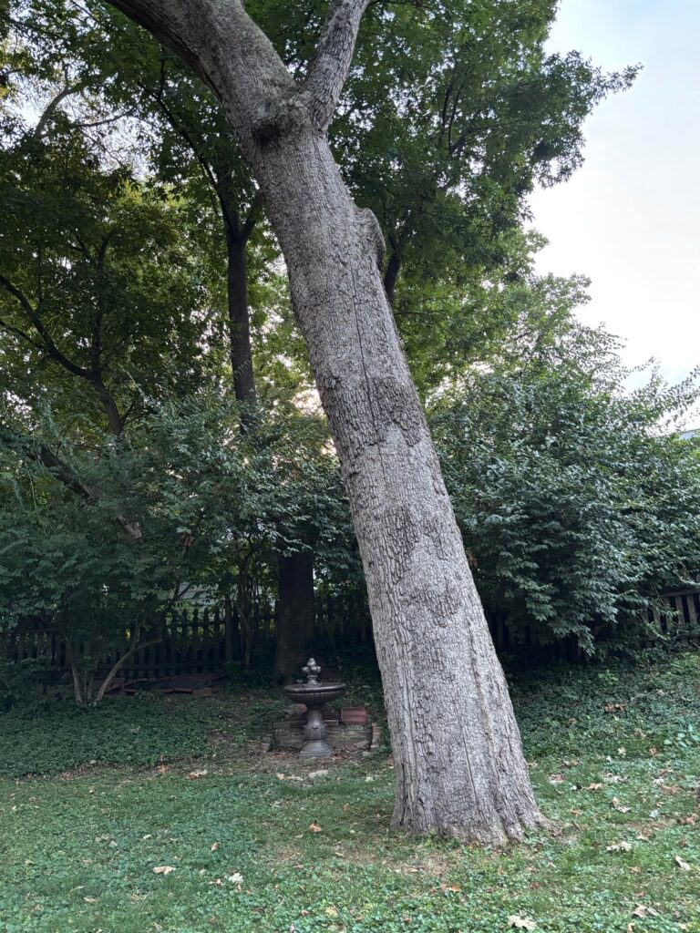 Quoted $4,600 to Remove Tree