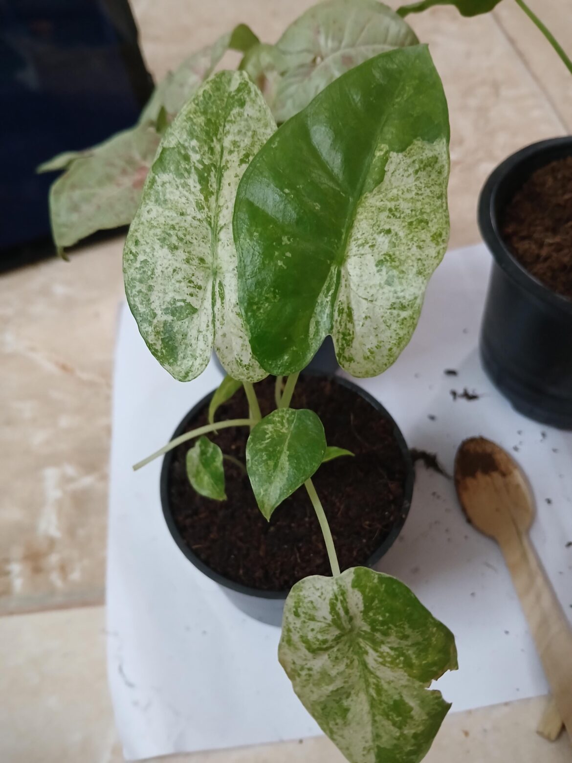 Which alocasia is this?