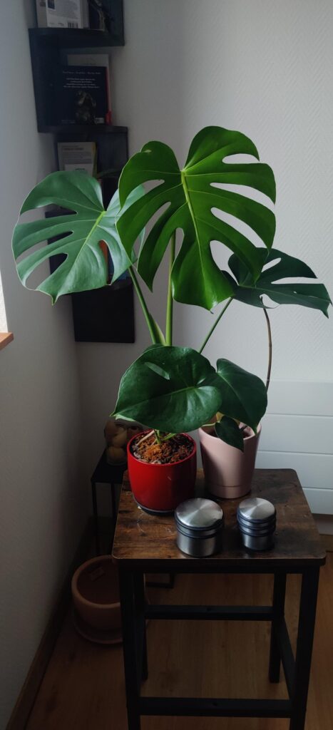 Seedgrown deliciosa, almost 1 yo