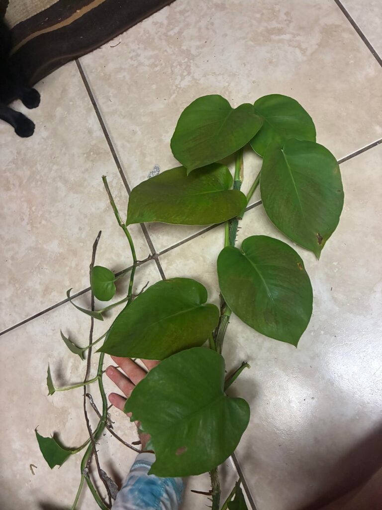 Anyone good with pothos ID? Collected this solid green cultivar from the wild in FL. I don’t think it’s Jade bc it’s p matte. Anyone good with pothos ID? Collected this solid green cultivar from the wild in FL. I don’t think it’s Jade bc it’s p matte.