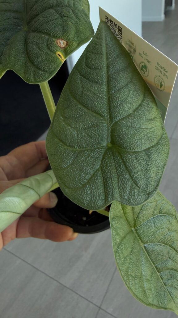 XMas Wishlist suggestions?