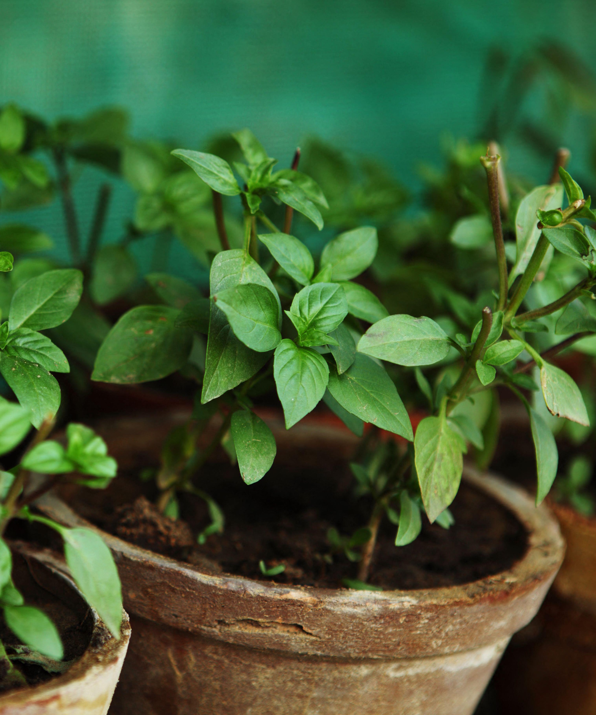 Cinnamon basil in terracotta pot