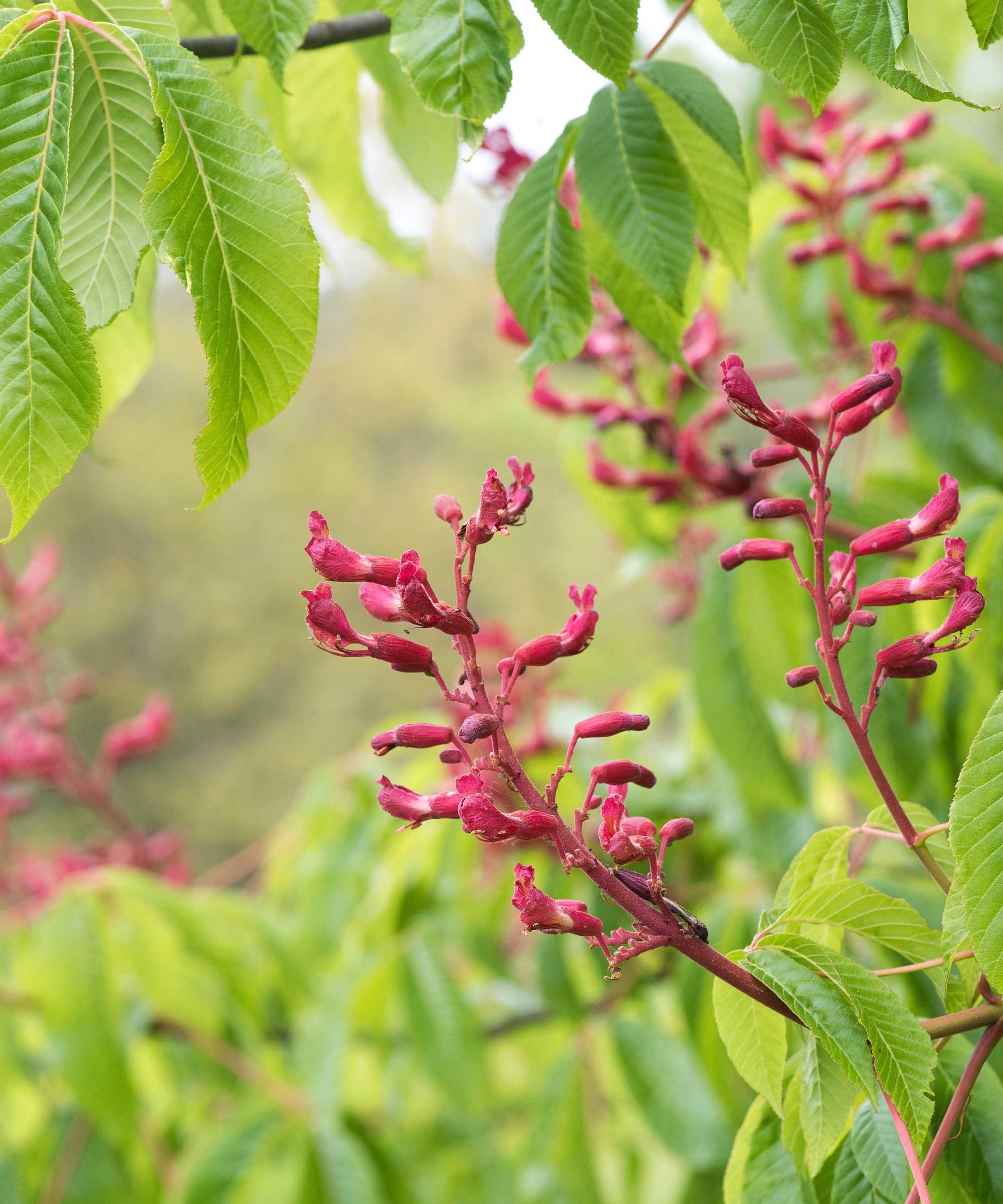 red buckeye flowers on tree