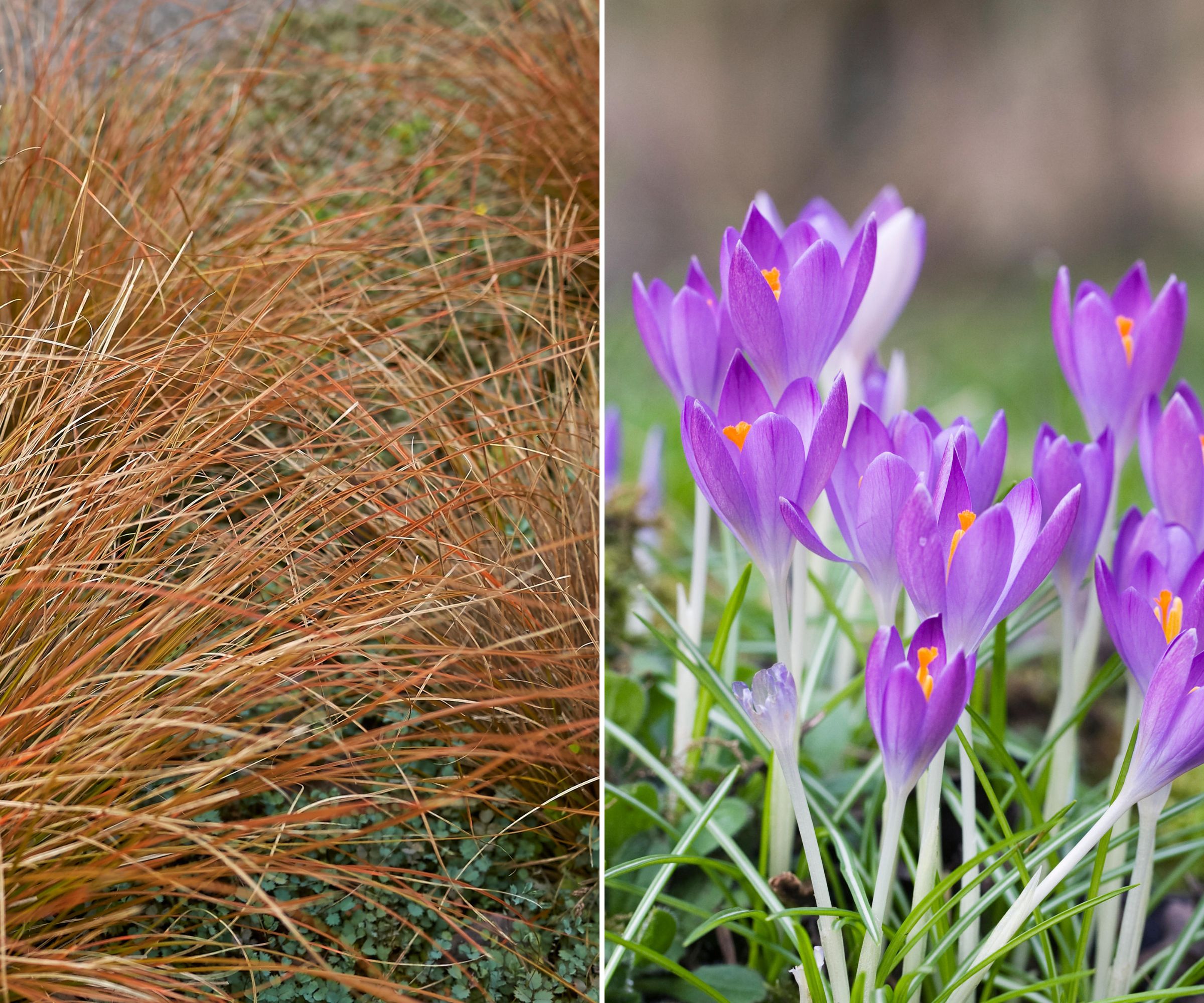 Leatherleaf sedge alongside purple crocus flowers