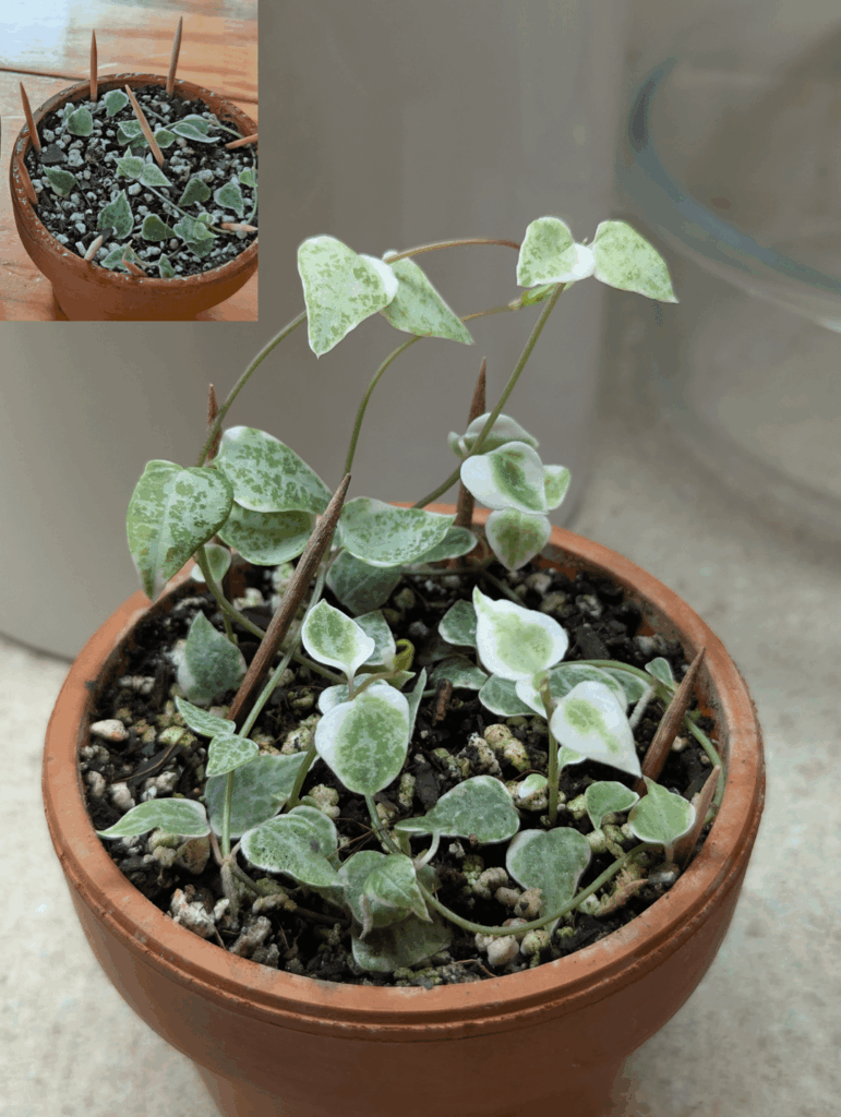 variegated string of arrows