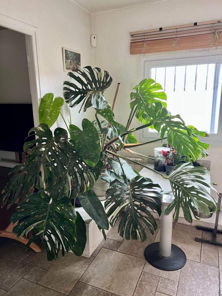 It’s getting bigger and bigger…