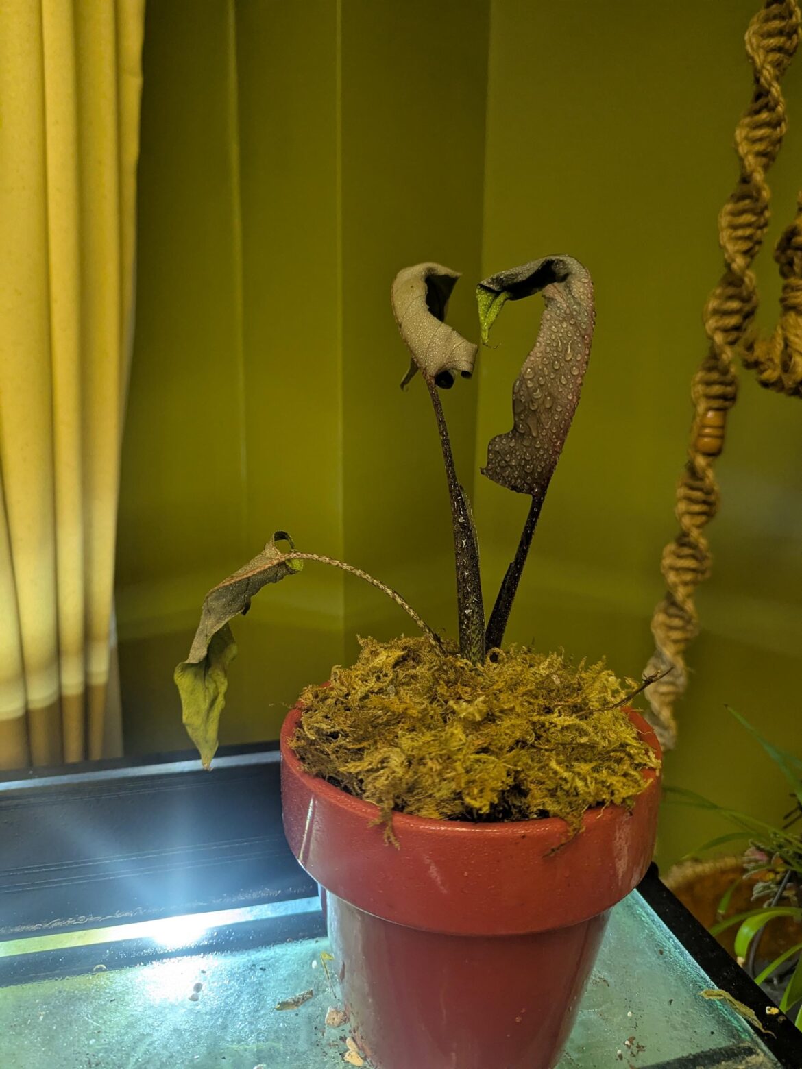 I think the cold got her.. I think the cold got her..