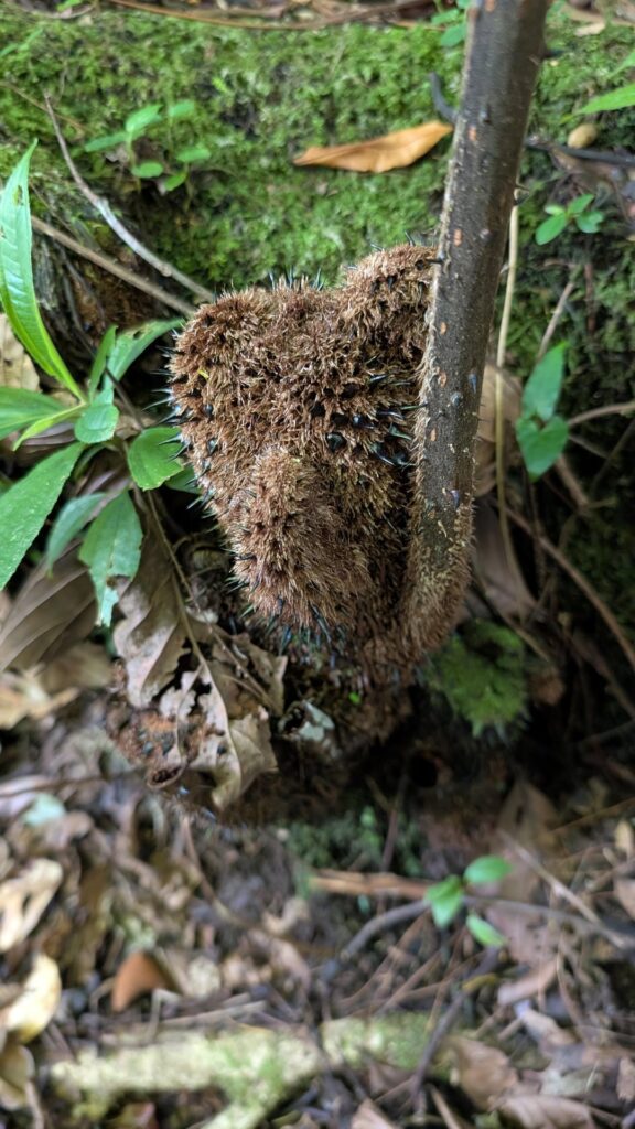 A very gnarly, very cool tree fern: Alsophilia sp. Fern in Costa Rica.