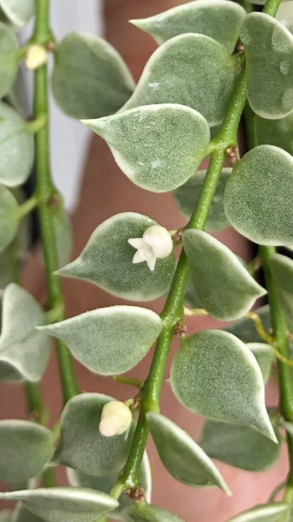 My first Hoya to bloom is a Dichidia ππ My first Hoya to bloom is a Dichidia ππ