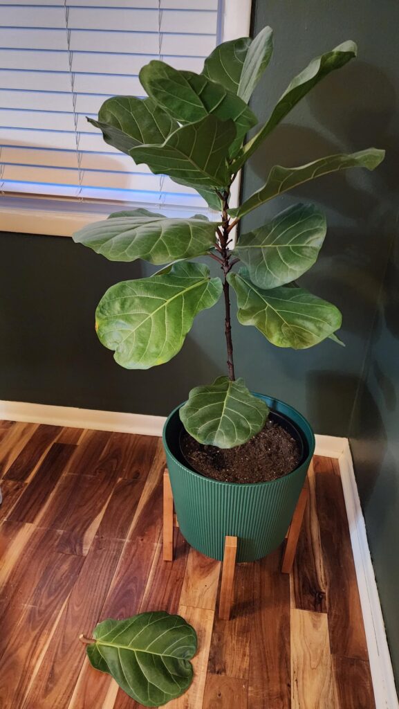 Normal leaf drop or something else