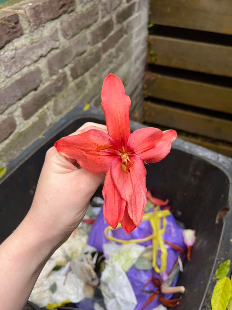 What kind of lily is this?