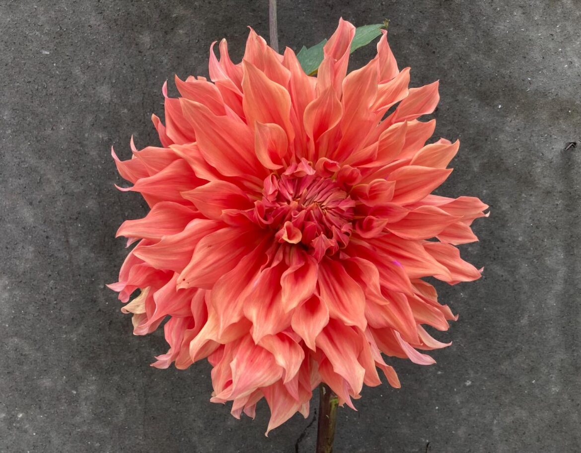 Morey Hill Farm Sale thru Holidays!