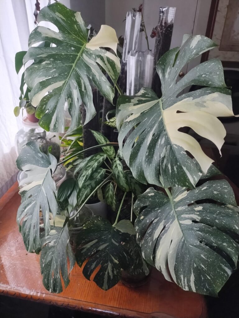 18 months on a coconut coir pole.