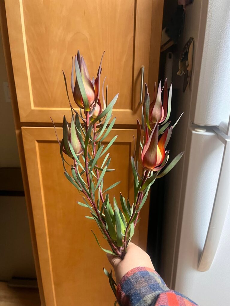 I got this is a bouquet and I wanted to know what it is :3