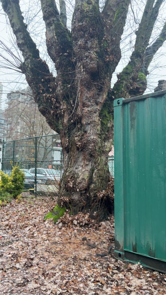 what type of tree is this