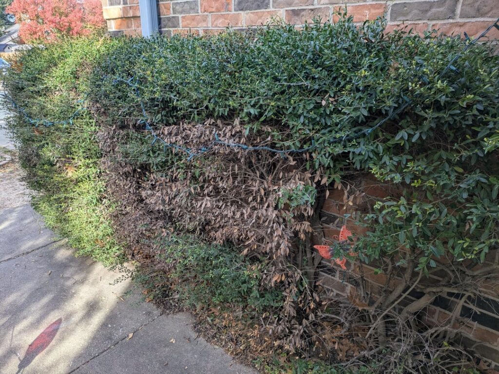 What's wrong with my shrubs?