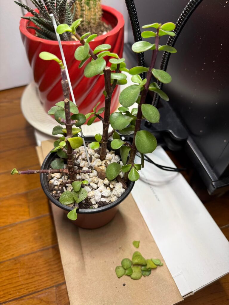 Elephant Bush Dropping Leaves