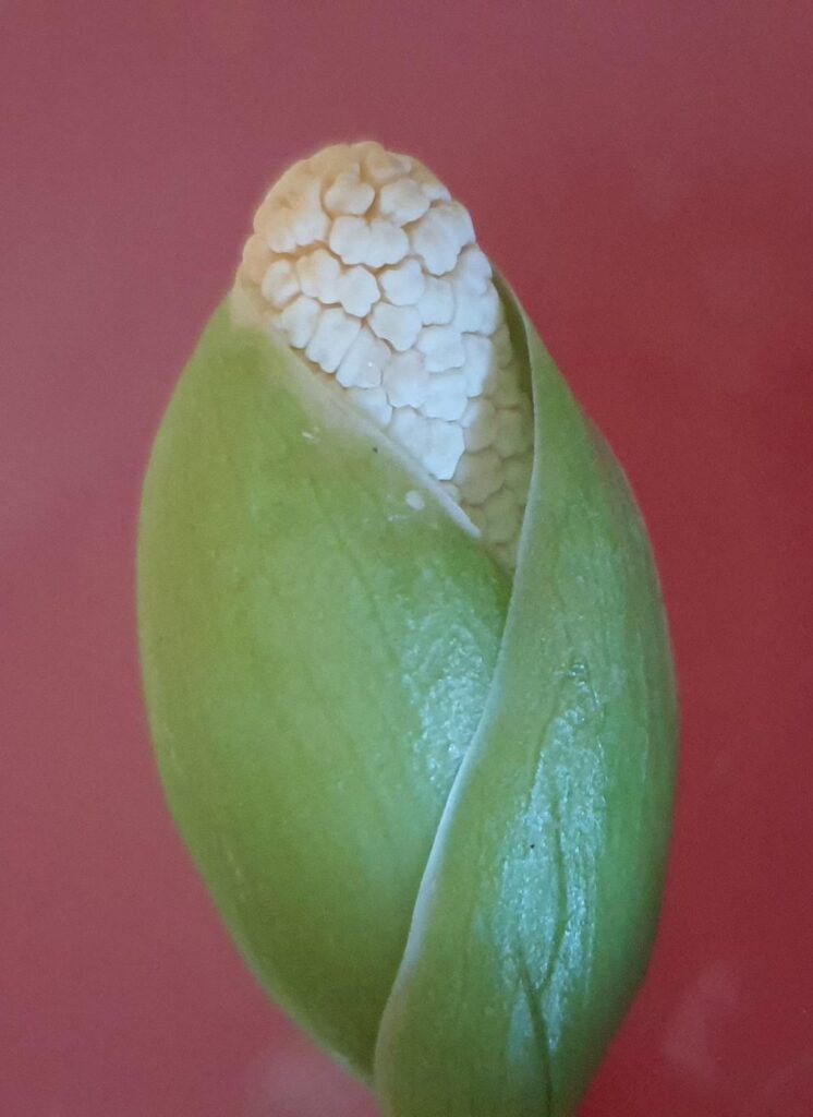 What is this ??