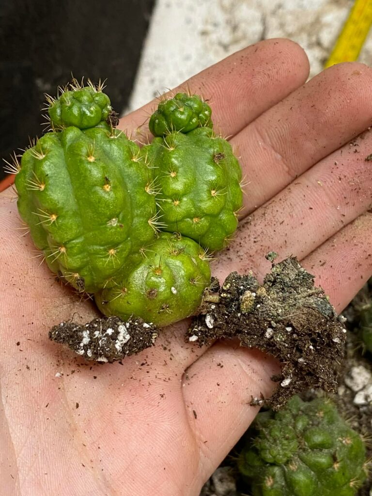 Rooting hulks balls update; what worked and what didnt Rooting hulks balls update; what worked and what didnt