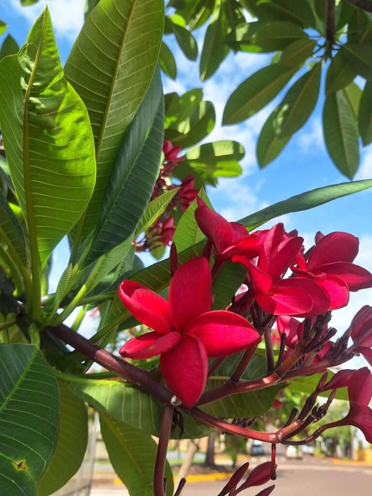 I found a red plumeria 😲 I've never seen it in this color before!