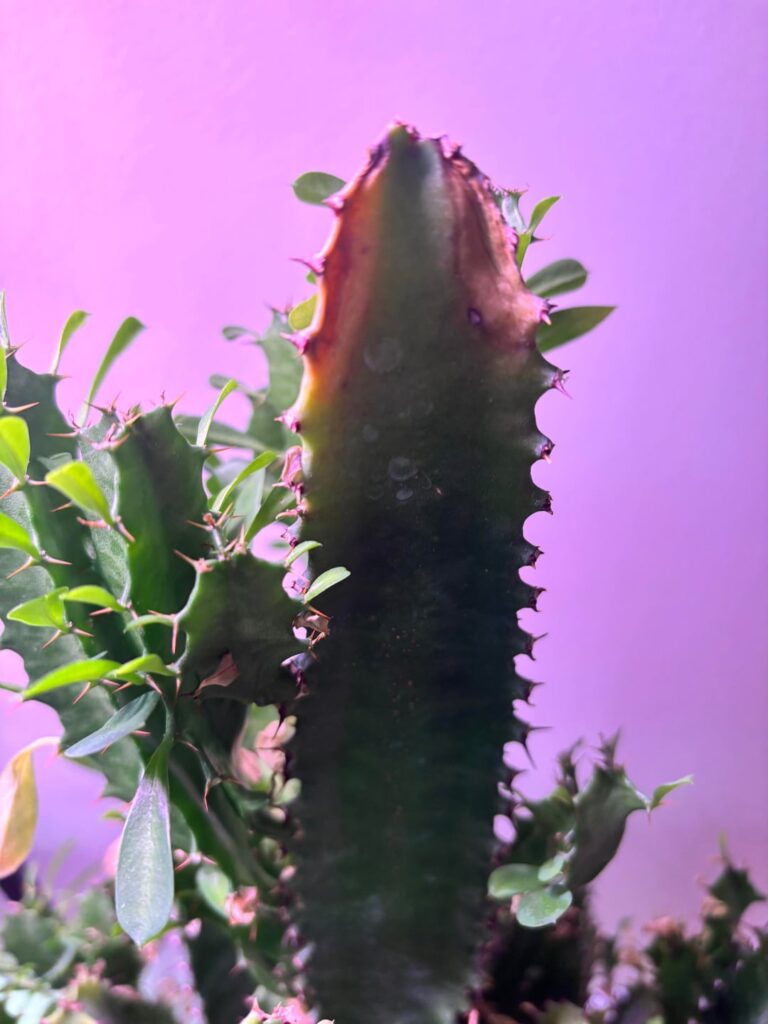 What is this on my African Milk Tree?