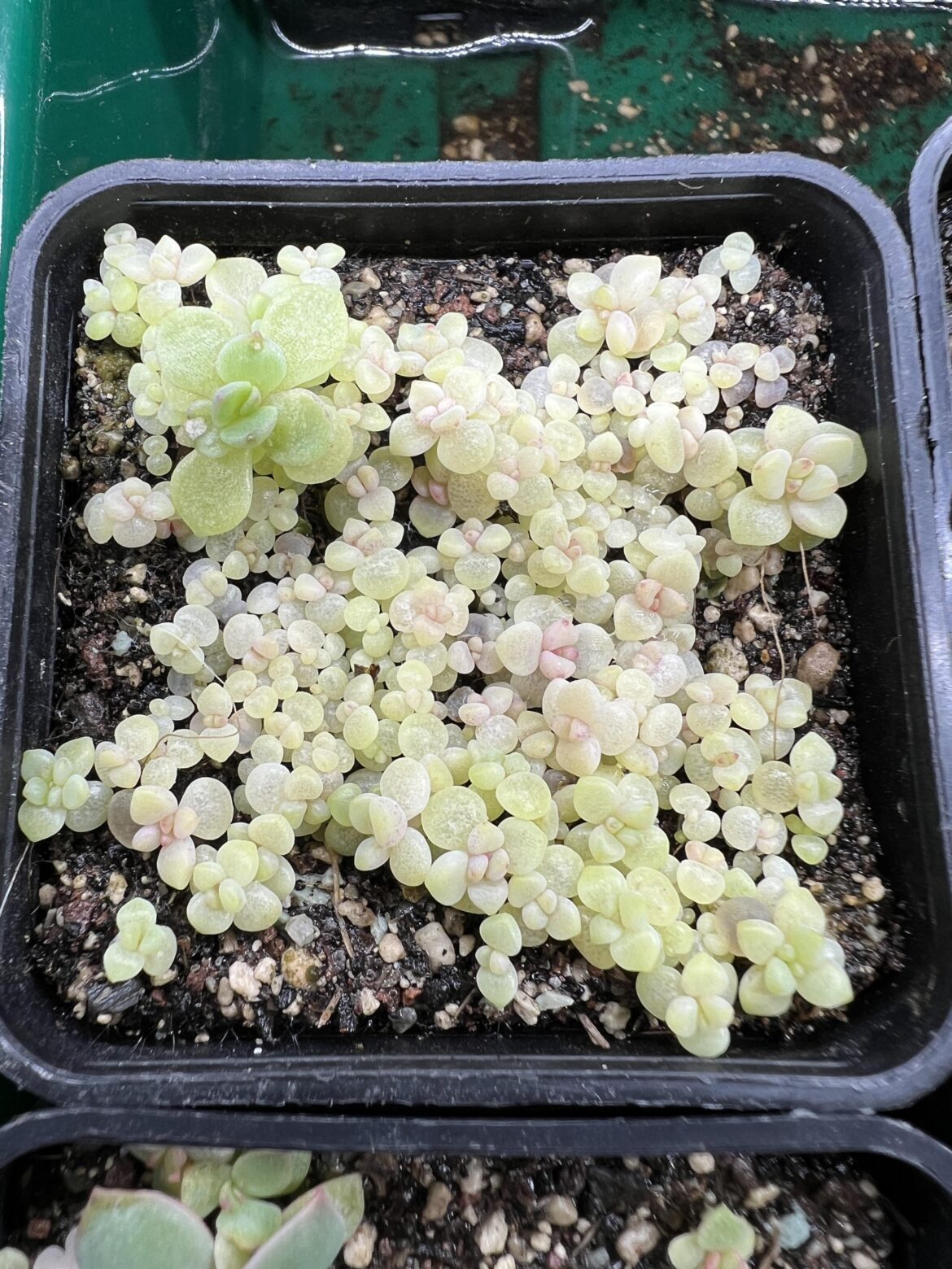 Echeveria amoena seedlings