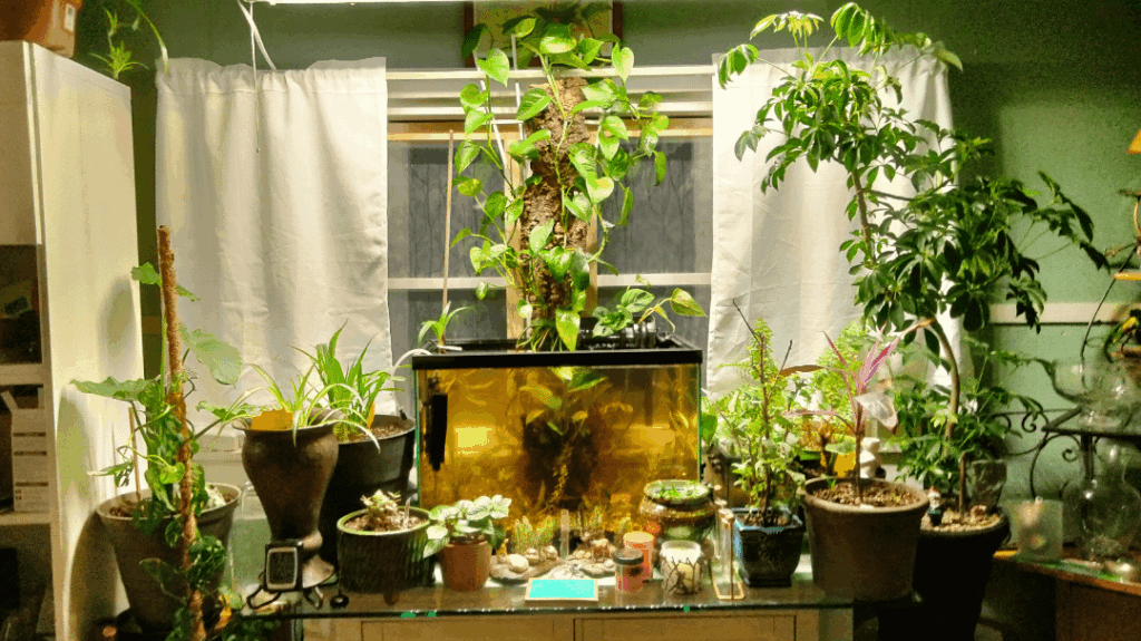 Aquarium Pothos
