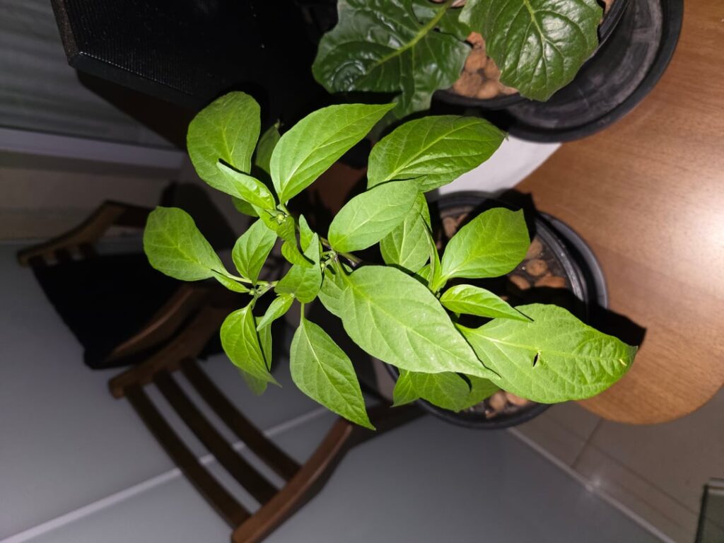 Is this really C. frutescens?