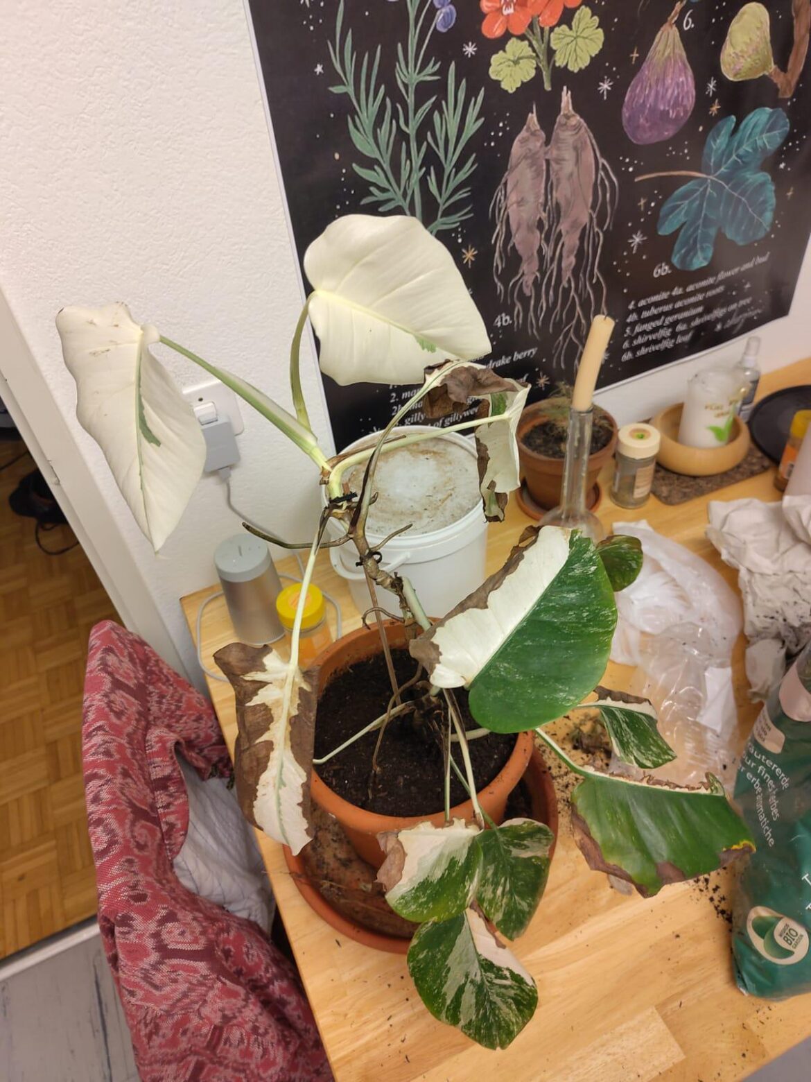 Is this plant I just rescued one of those expensive white monsteras or is it a different kind?