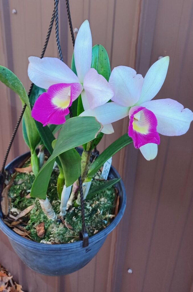 Lc. Aiea Lorraine 'Paradise'