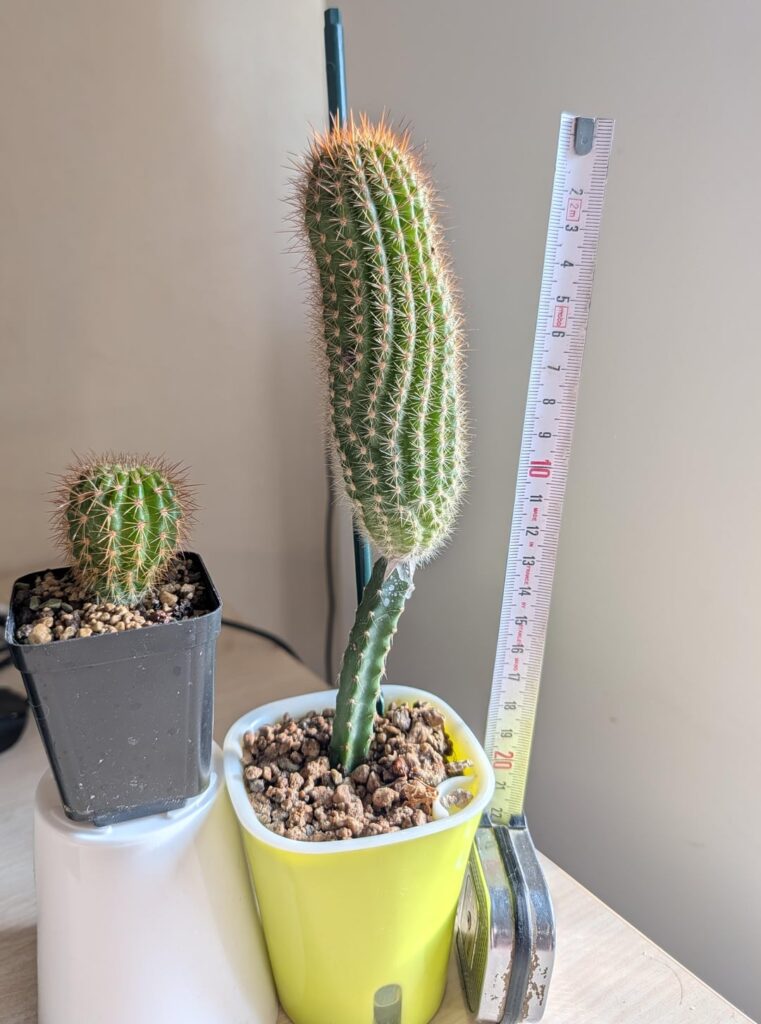 Lobivia grandiflora - Sown in February, grafted in August