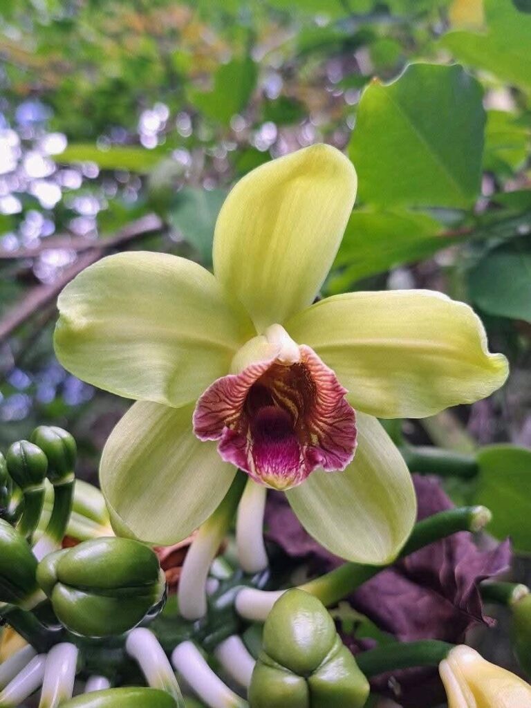 Vanilla raabii orchid Endemic to the Philippines