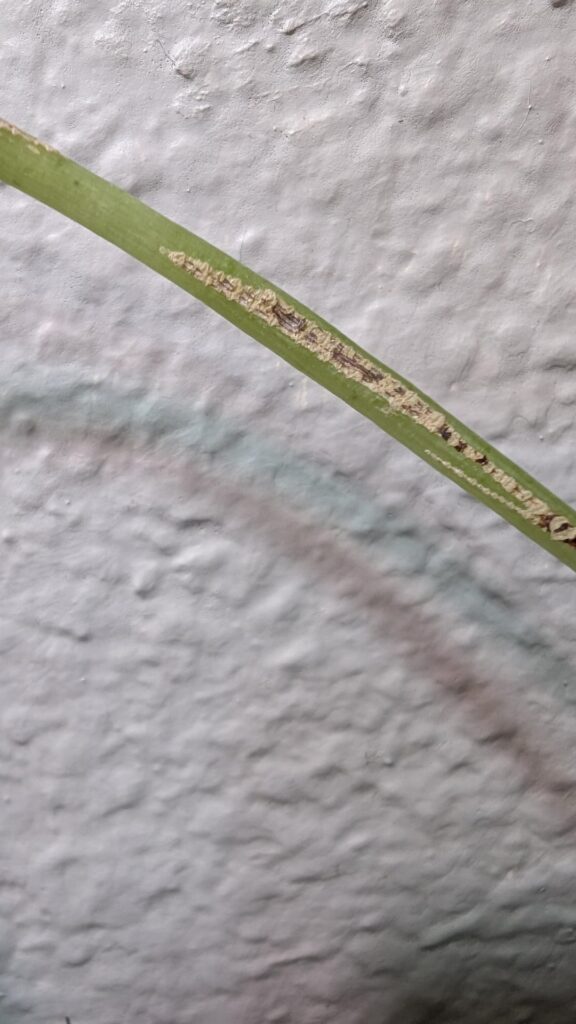 Help! What is on the stem of my Alocasia Frydek? Please and thank you 🙏