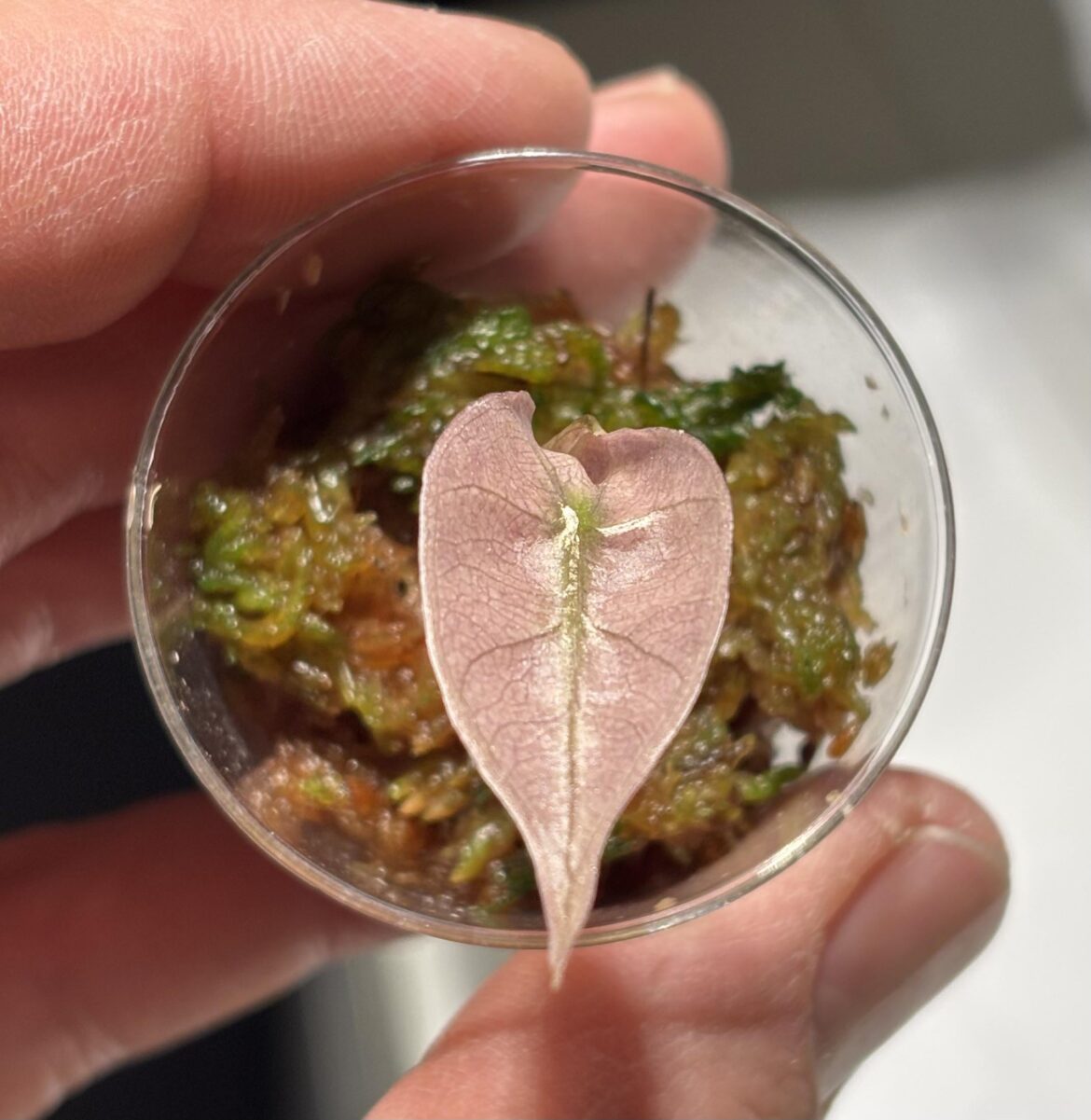 I was expecting more green if I’m being honest..