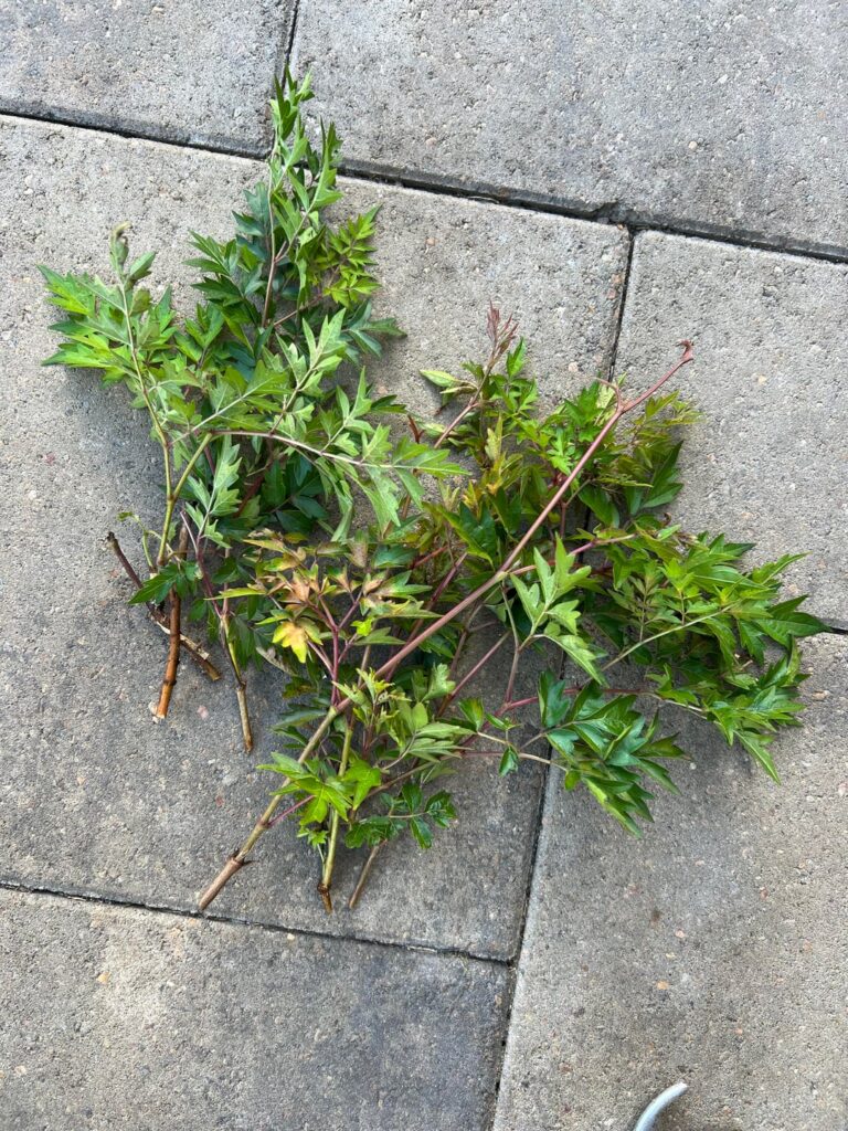 Can anyone tell me what I’m dealing with here?