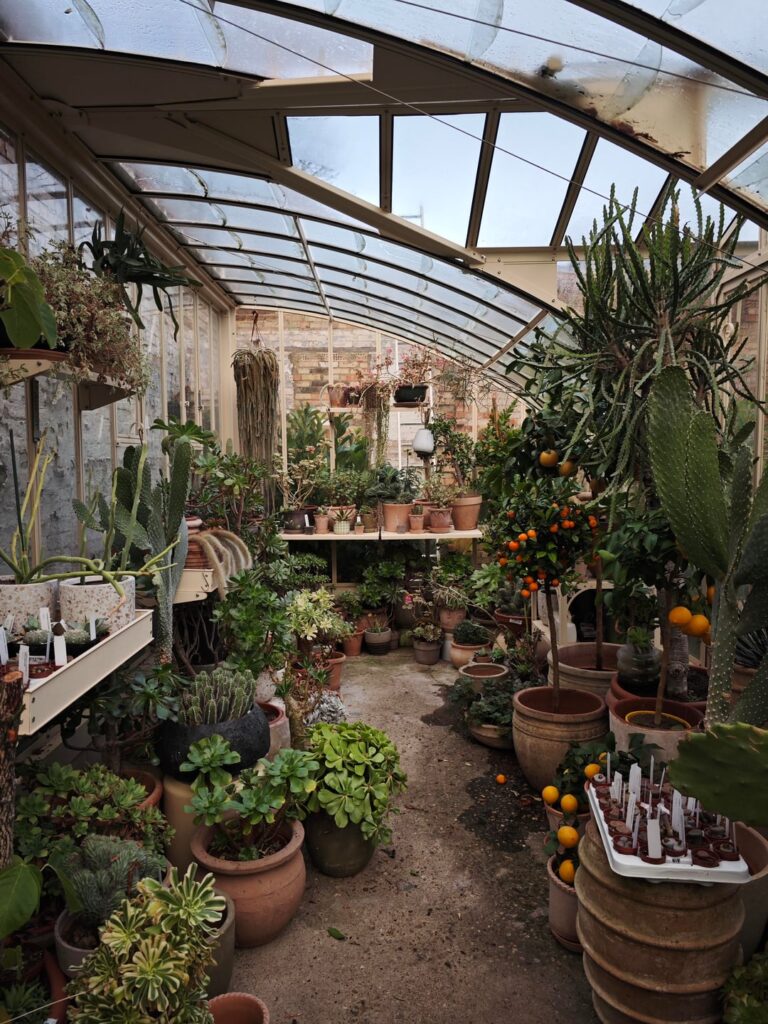 Today I've visited the London Conservatory Archives cactus shop