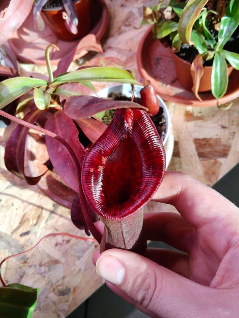 New pitcher