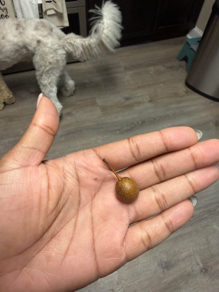 What is this little fruit?