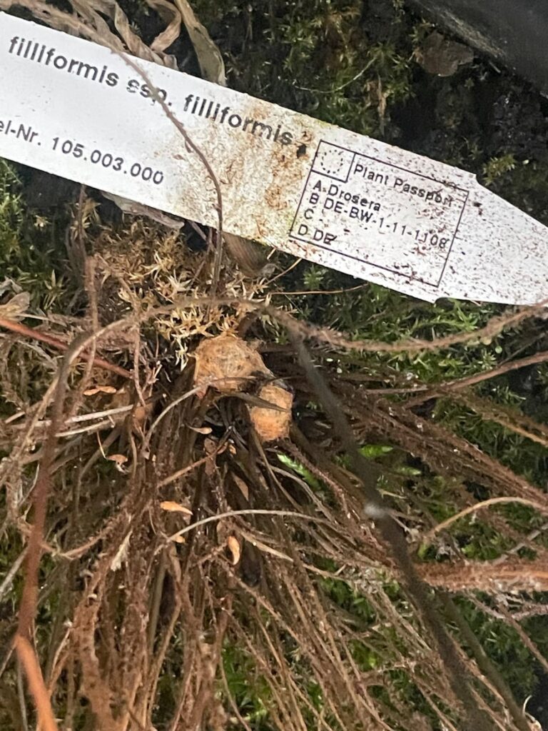can someone tell mewhat are those weird brown blobs on my dormant drosera?