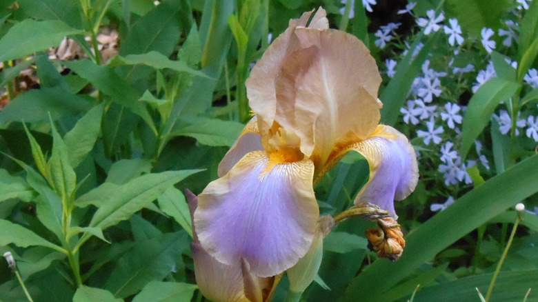 'Quaker Lady' heirloom iris blooming.