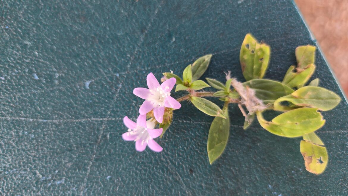 Weed Id - Central Florida