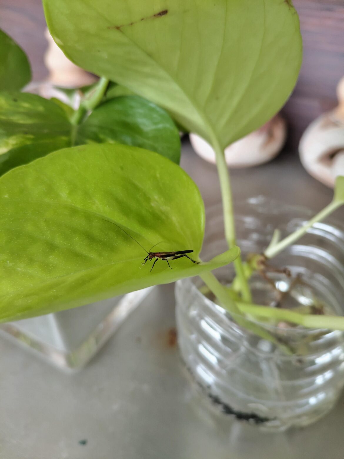 A lil guy on my neon pothos