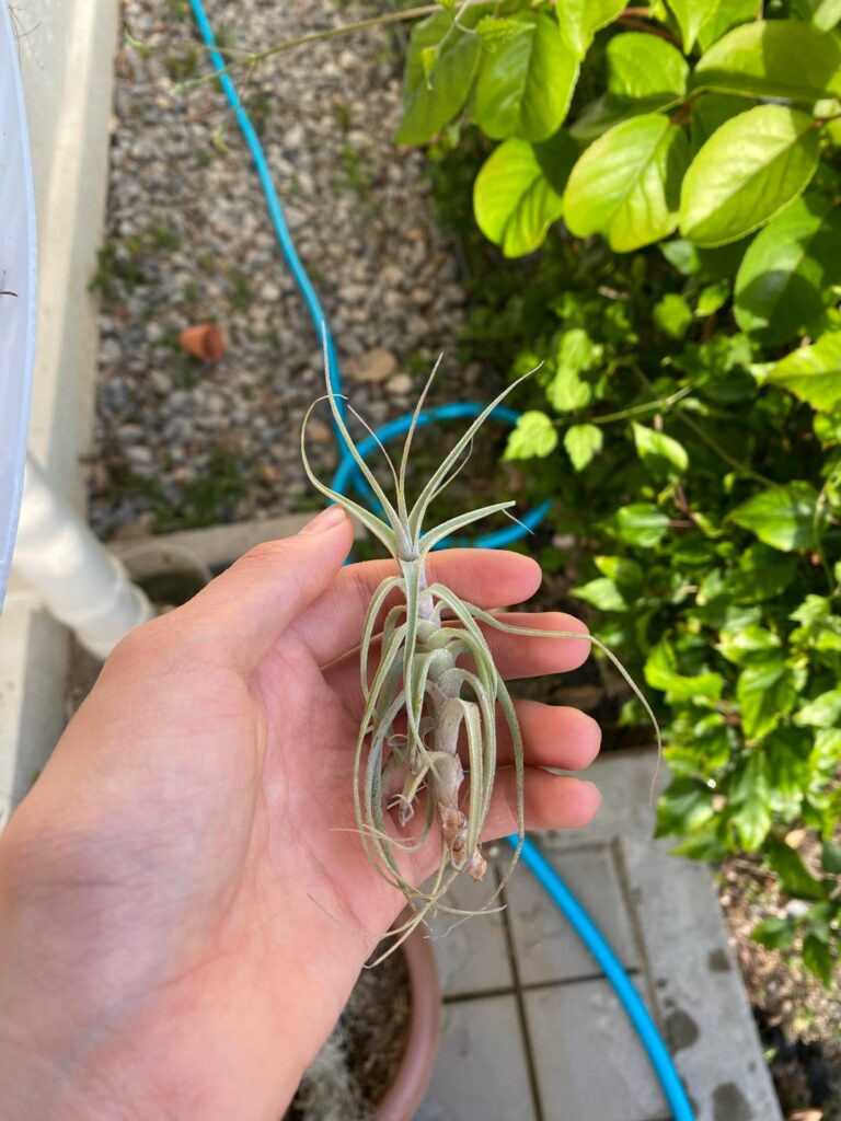 ID?